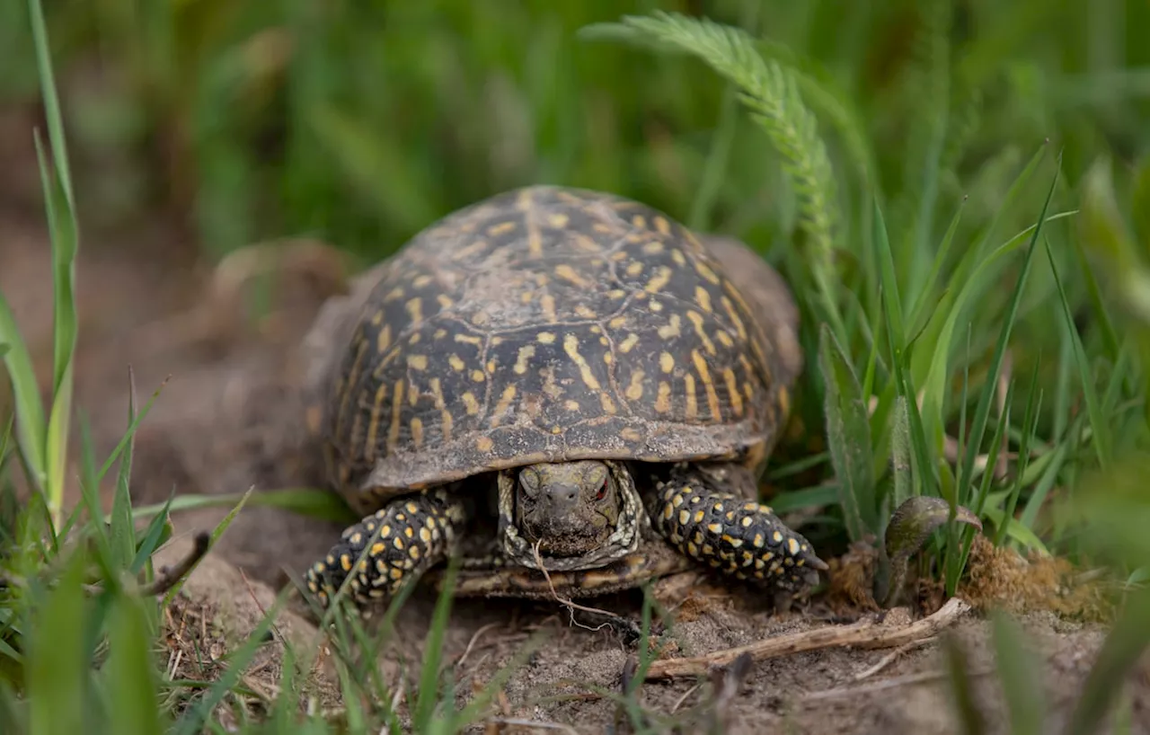 Chinese woman facing charge of trying to smuggle turtles across Vermont lake to Canada