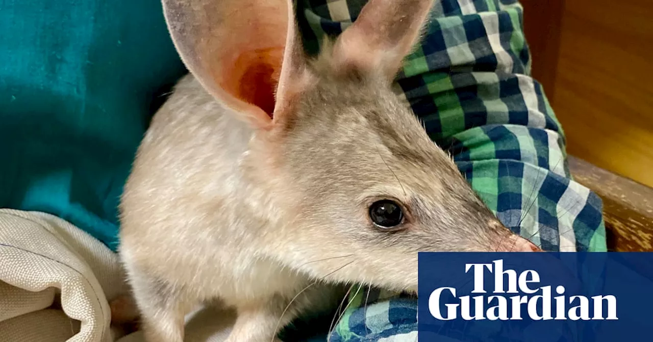 ‘Weird and cool’: bilby genome sequence could help to save the species