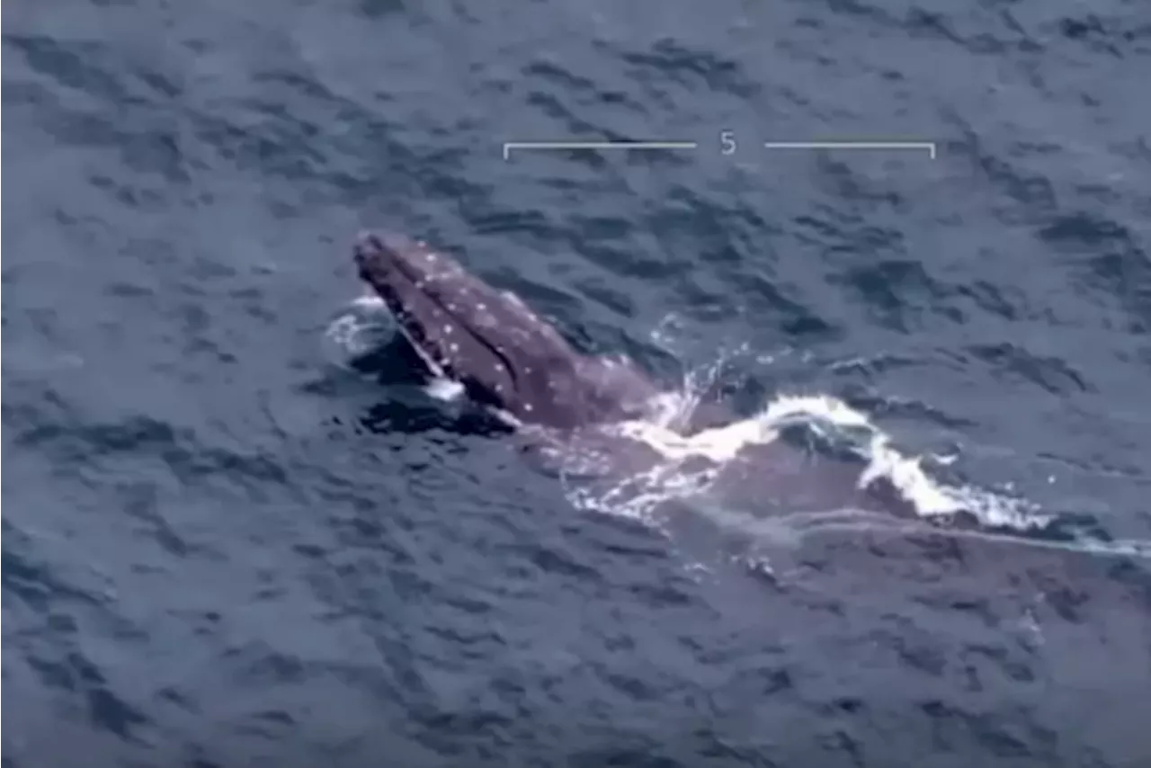 Grote reddingsactie voor walvis die verstrikt raakte in meer dan 800 kilo boeien en scheepstouwen