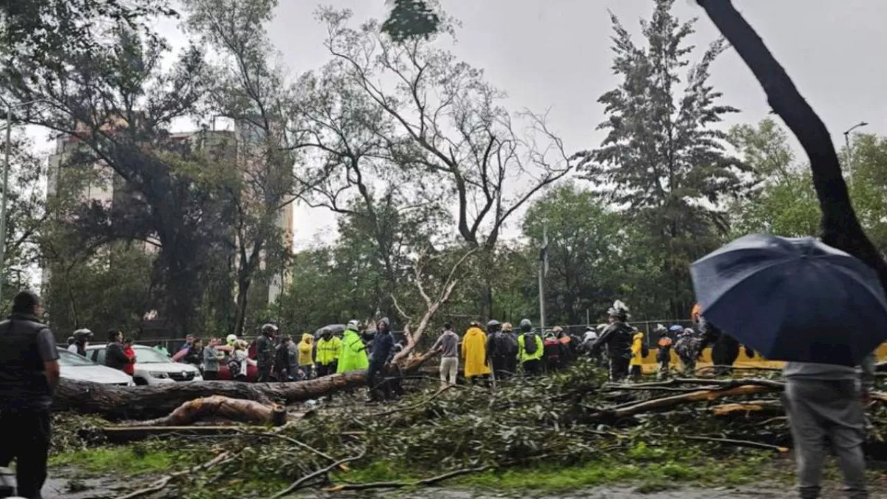 &quot;Chris&quot; impacta a la CDMX; cae enorme árbol sobre Río Churubusco y bloquea paso vial