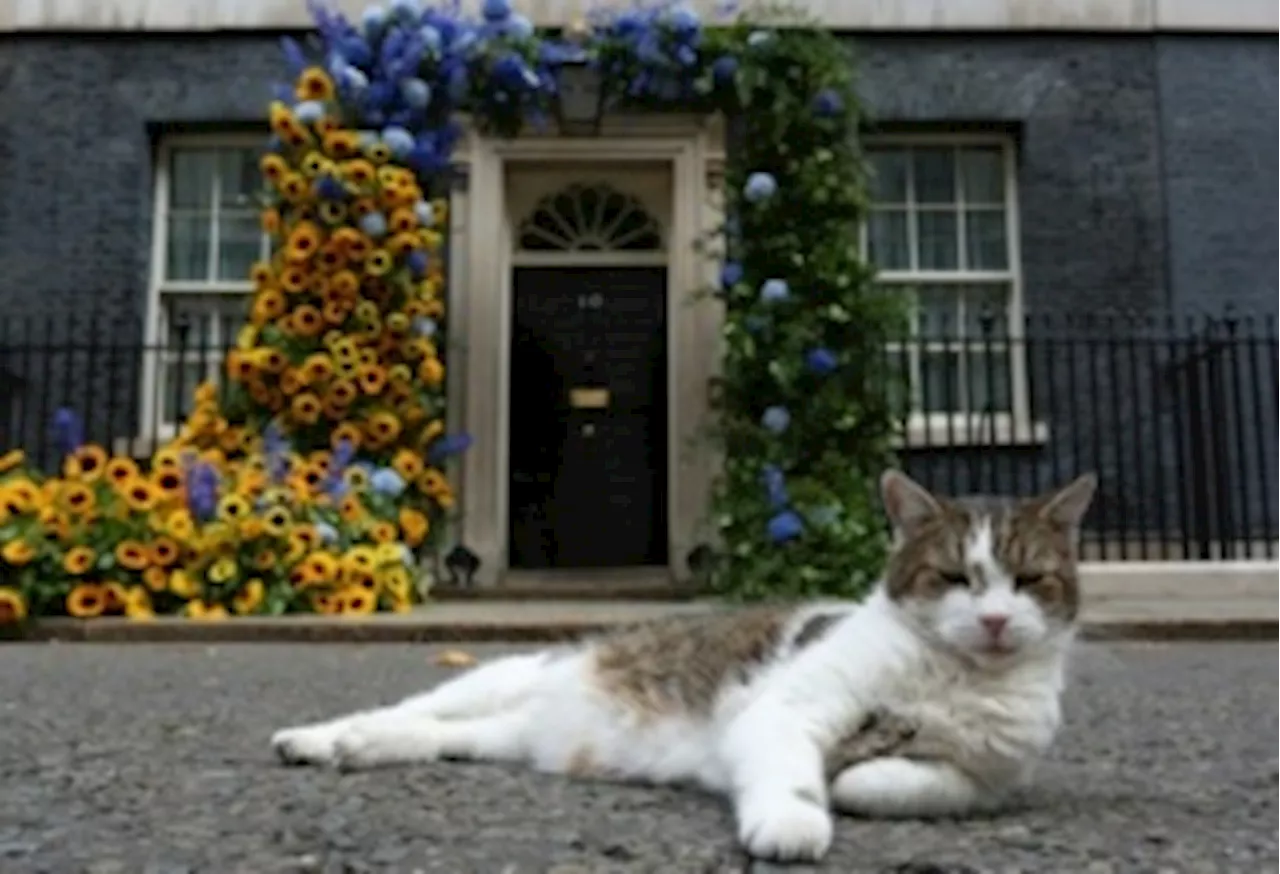 英首相官邸の猫「ラリー」 次の同居人は初の労働党首相か