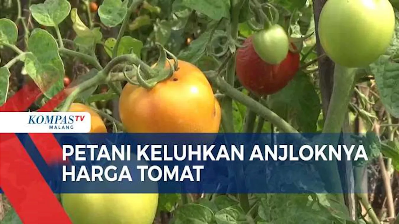 Harga Tomat Anjlok, Petani Mengeluh