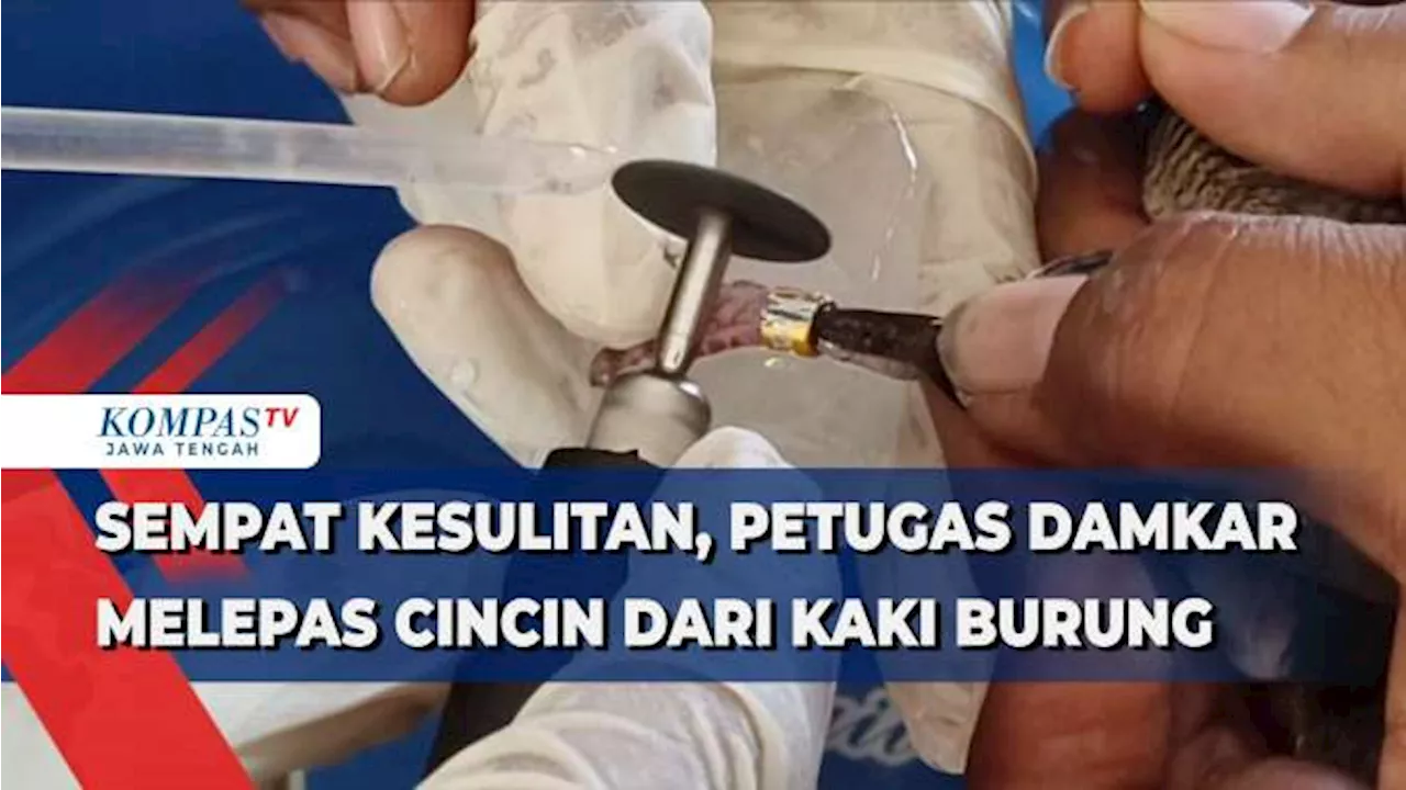 Sempat Kesulitan, Petugas Damkar Rembang Melepas Cincin dari Kaki Burung