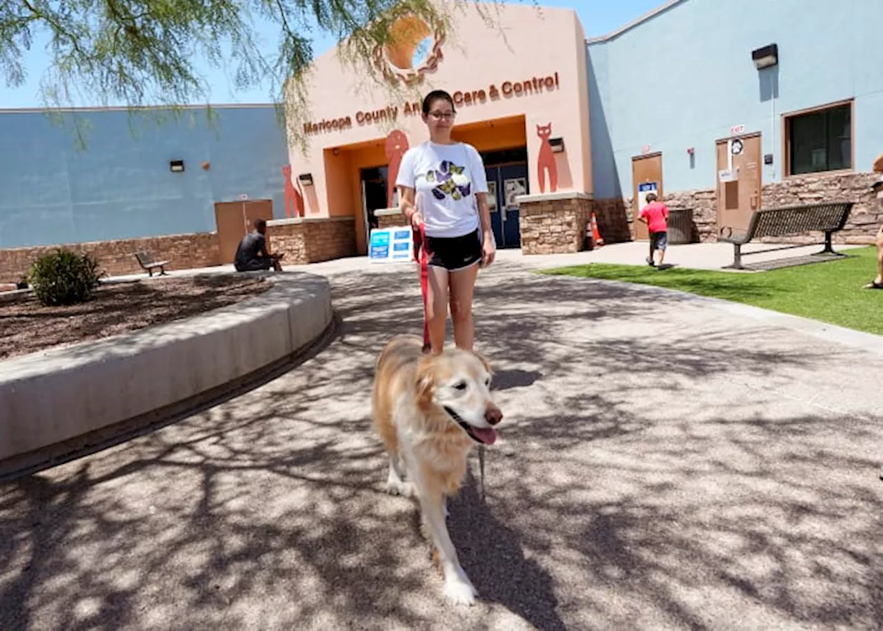 ThunderShirts, dance parties and anxiety meds can help ease dogs' July Fourth dread