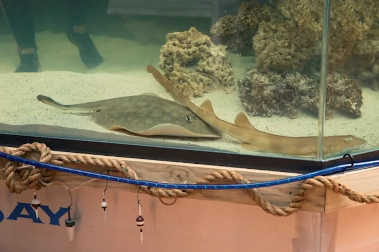 ‘Charlotte’ the stingray who was pregnant with no male companion dies at North Carolina aquarium