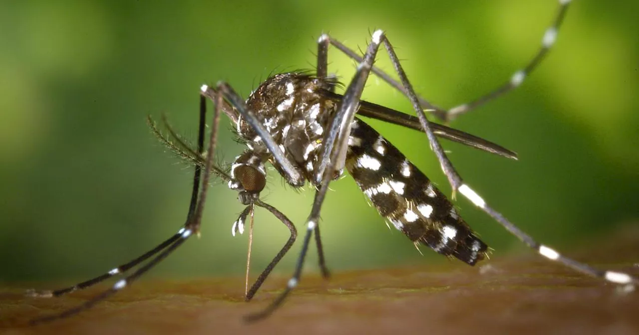 Reisekrankheit Chikungunya: Erster Impfstoff in Europa zugelassen