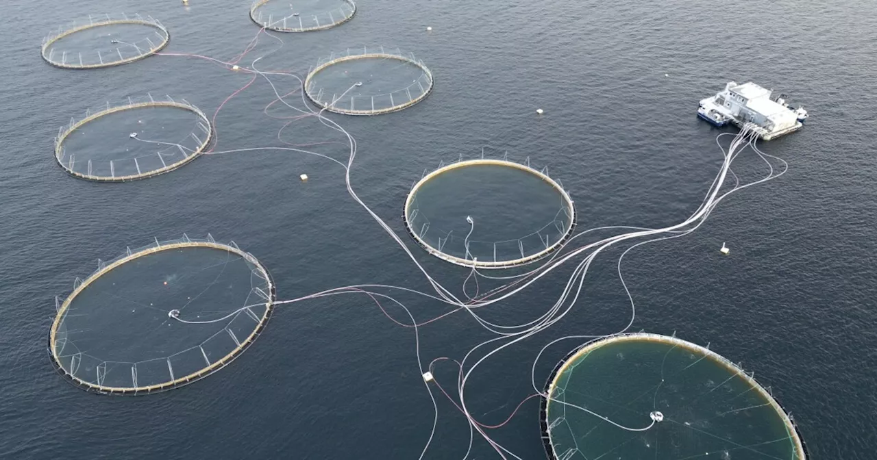 The world is farming more seafood than it catches. Is that a good thing?