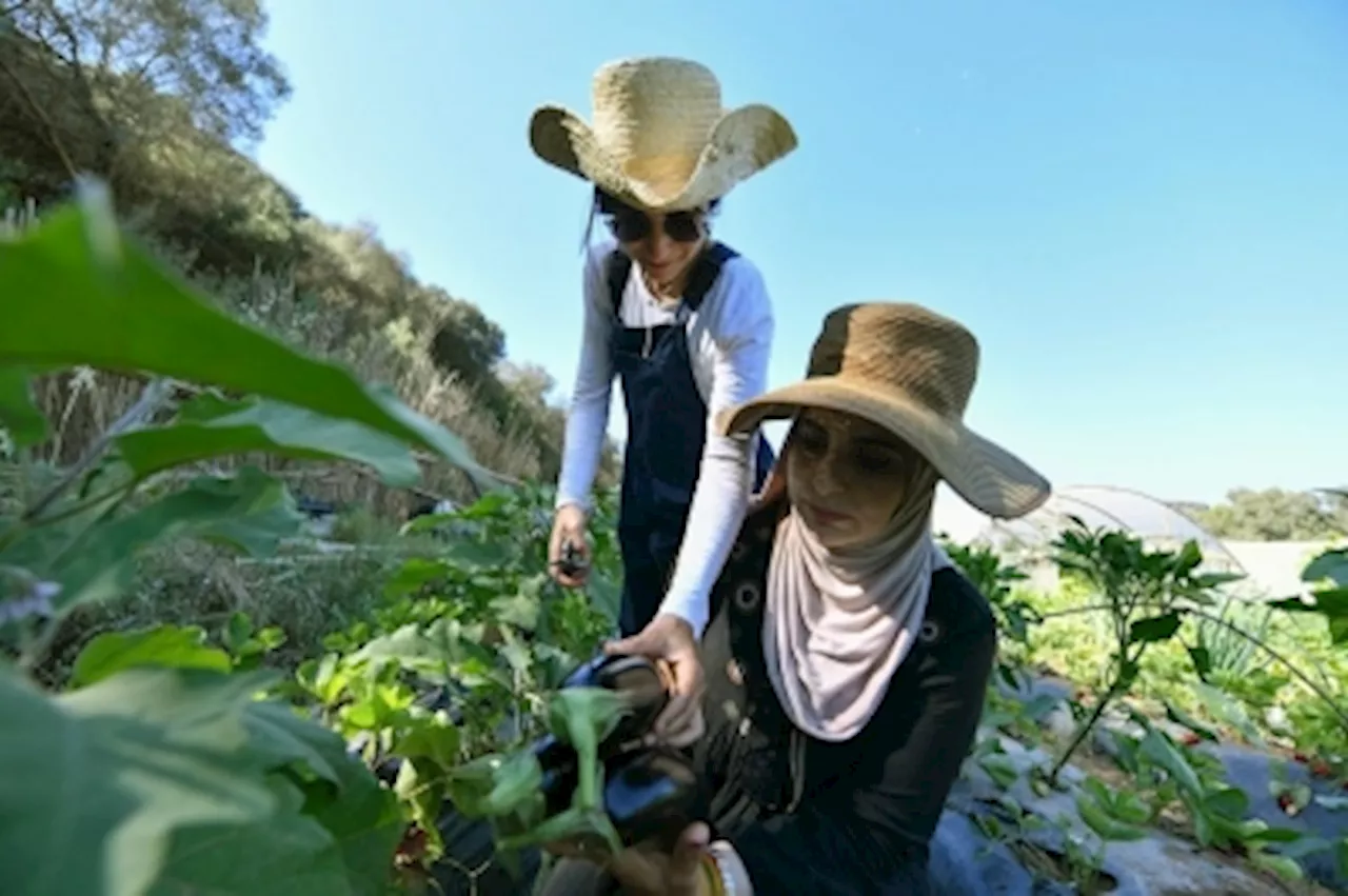 Algerian women pioneers find ‘most beautiful job in the world’ with eco-friendly farming