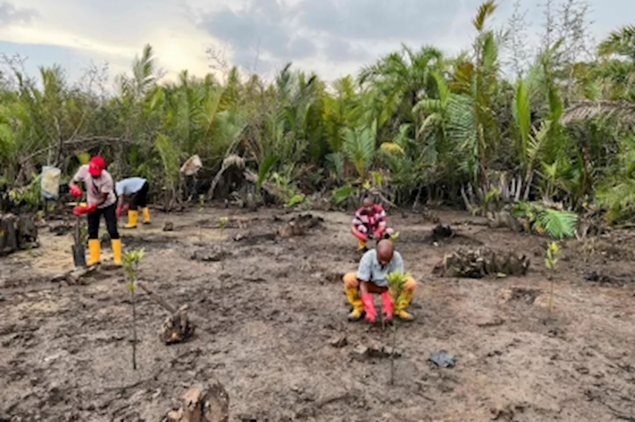 ‘Bring our mangroves back to life’: Nigerians strive to restore ecosystem to preserve biodiversity, combat oil pollution