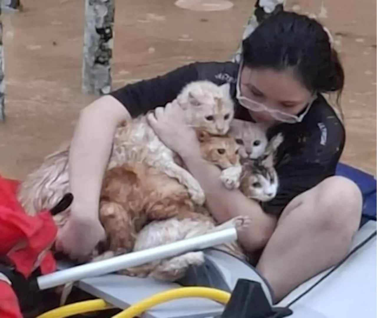 No meow left behind: Photo of woman saving cats from Penampang floods touches Sabahan hearts (VIDEO)