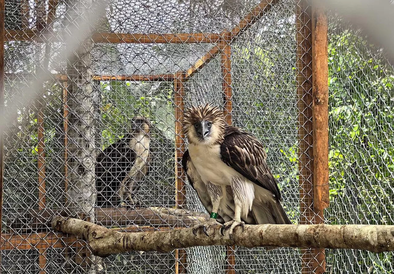 Reintroduction of Philippine Eagles in Leyte: A decade-long effort