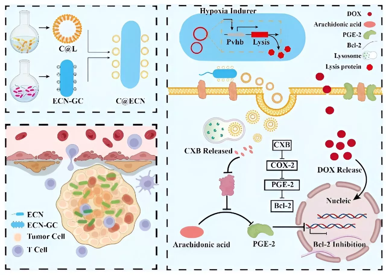 Opportunistic colonizers: Selectively targeting tumor cells with bacteria