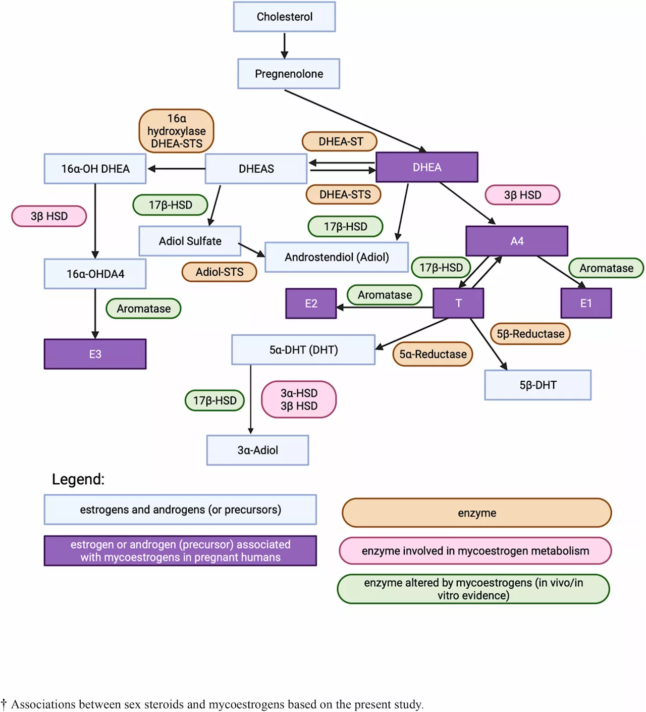 Researchers examine how fungal toxins impact hormones in pregnancy