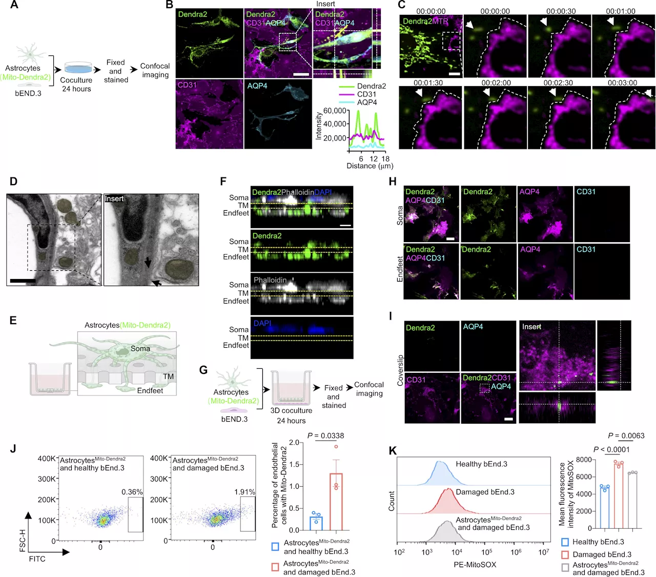 Scientists discover a new set of cells that control the blood-brain barrier