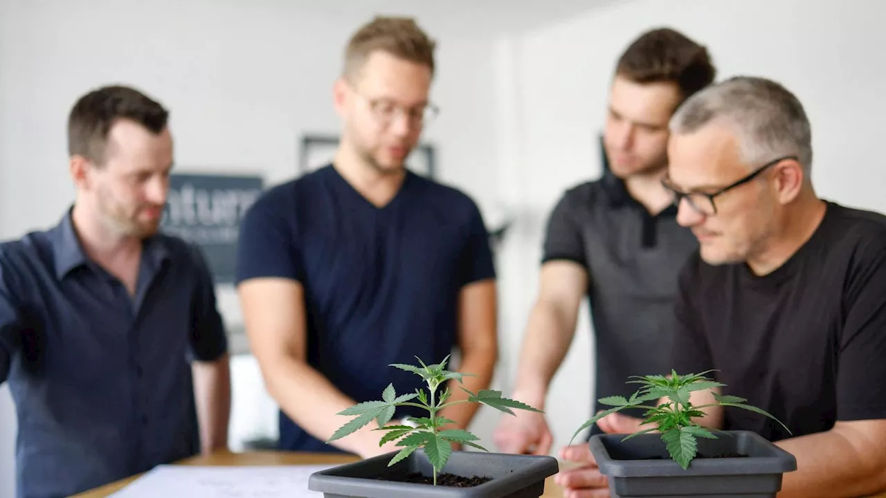 Startschuss für Cannabis-Clubs: Was jetzt gilt