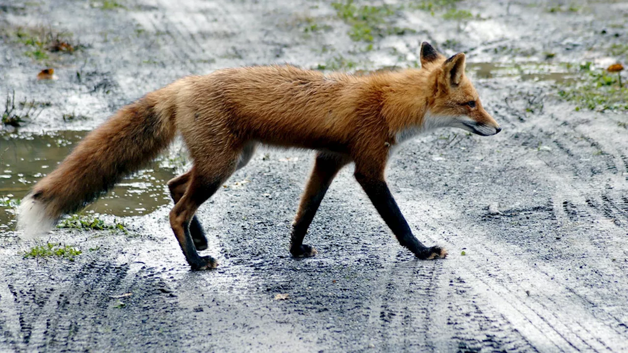 Rabid fox bites Atmore resident; precautions advised