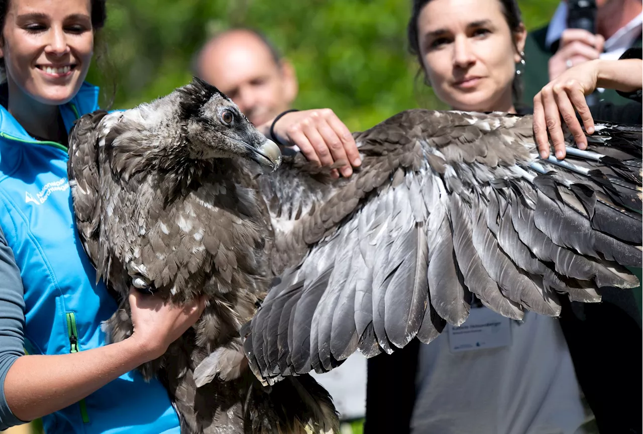 Geier Wiggerl hebt zum Jungfernflug ab