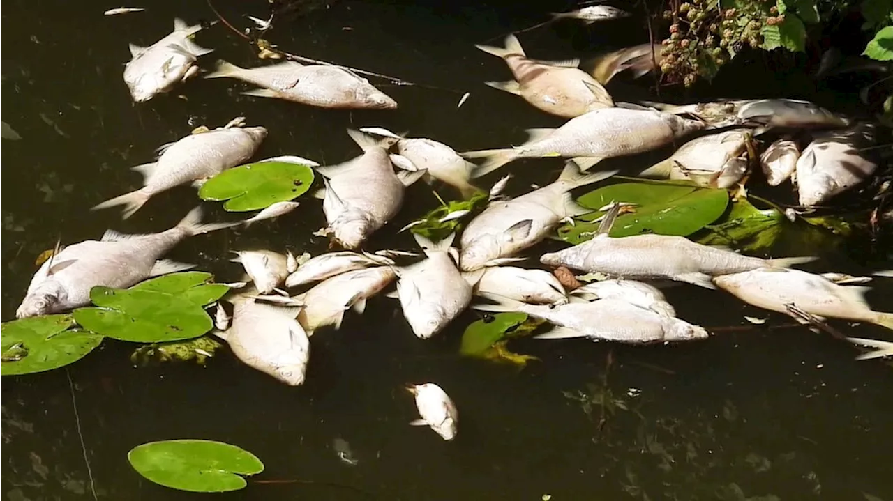 Starker Regen führt zu Fischsterben in Hamburgs Alsterarmen