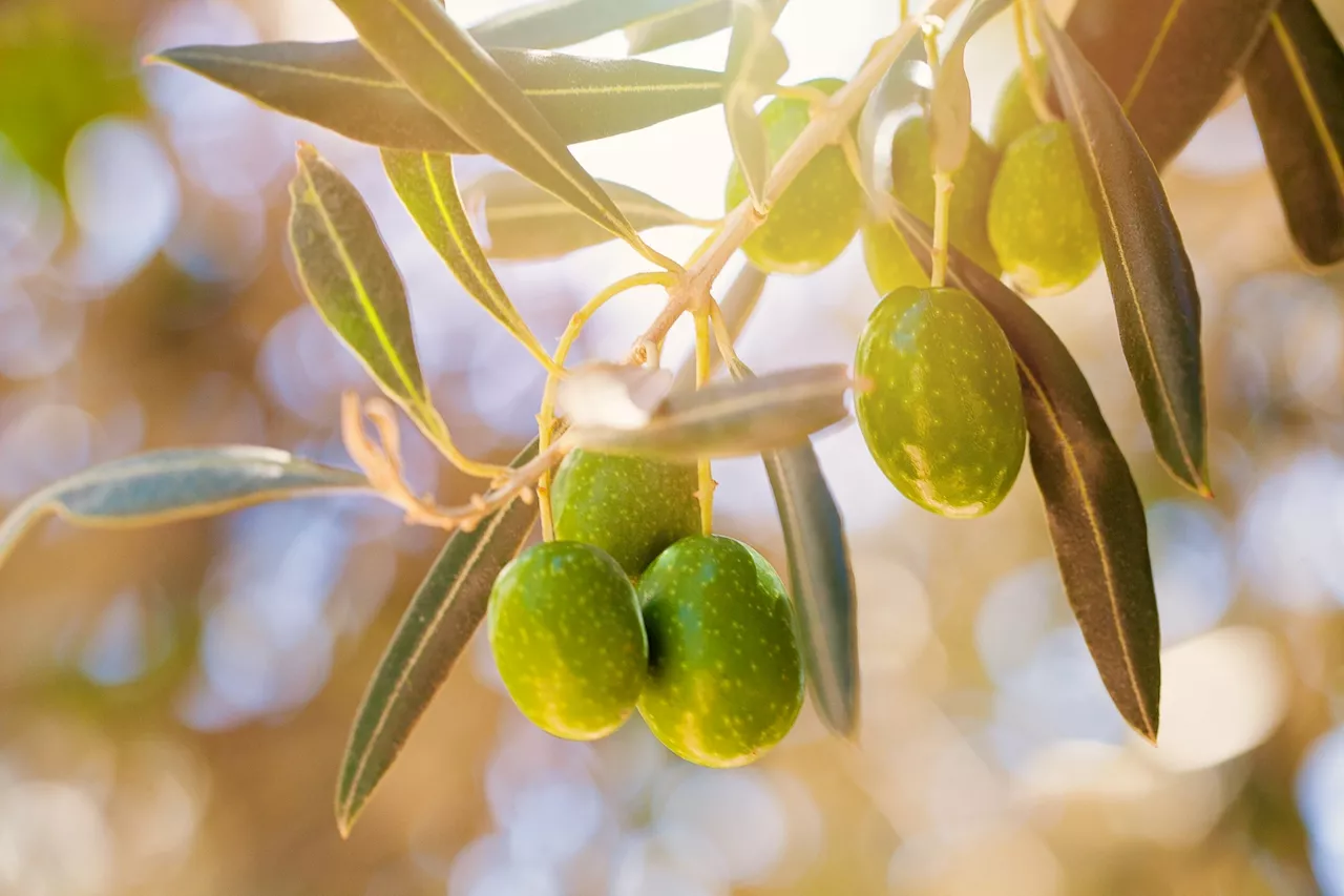 Ethanolic extracts from olive leaves show promise in combating cancer and infections