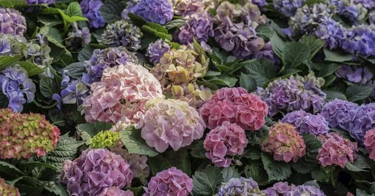 Boost hydrangeas and roses with DIY solution which makes plants 'grow bigger'