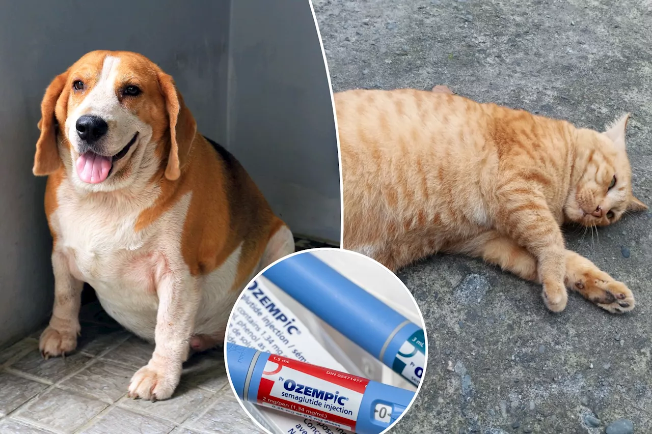 Hefty pets may benefit from Ozempic-style drugs, experts say