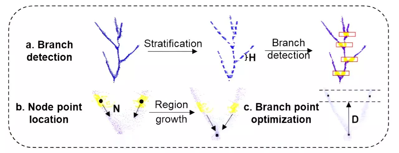 A SCAG algorithm for accurate branch detection and angle calculation in soybeans using liDAR data