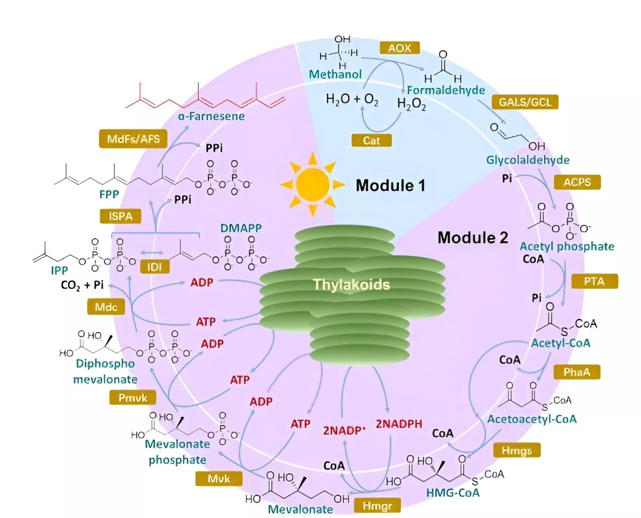 Innovative light-driven enzymatic biosystem for the synthesis of natural terpenoids