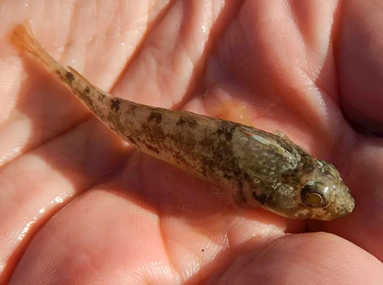 New Zealand fish that are closer to cities ingest more plastic, finds study