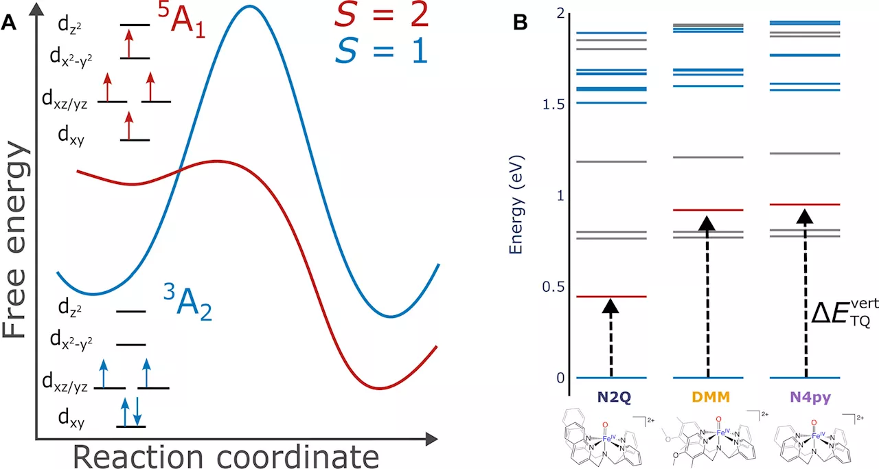 Study advances understanding of two-state reactivity mechanism in iron-based catalysts