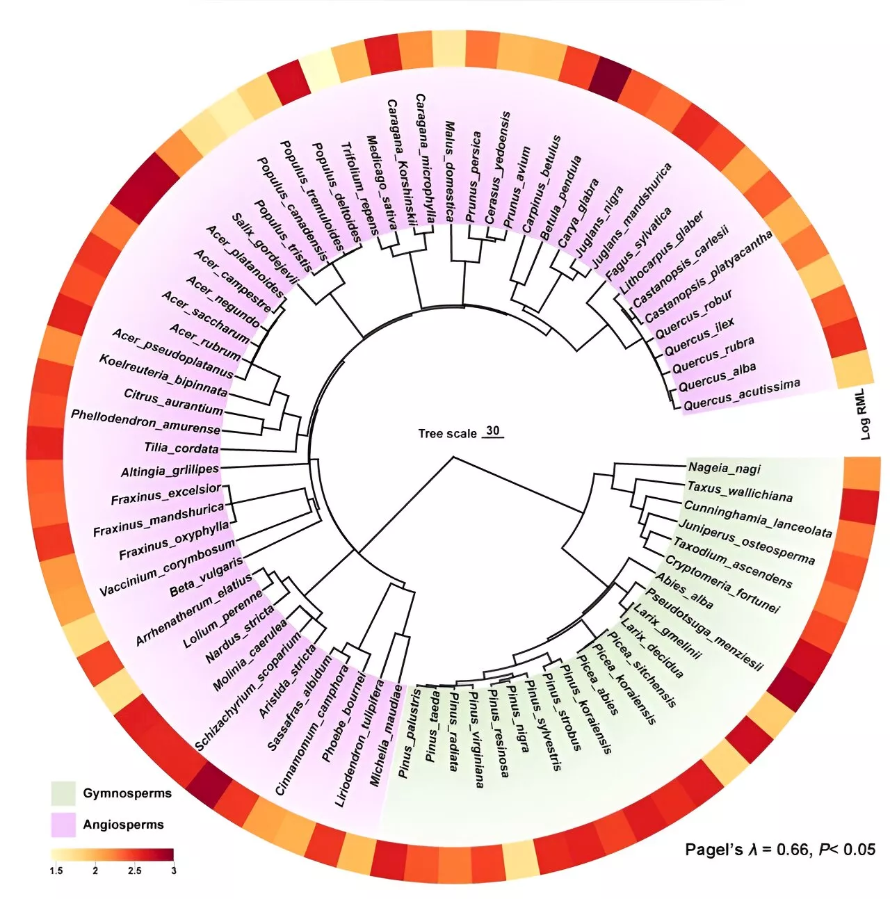 Study suggests evolutionary history regulates fine root lifespan in tree species across the world