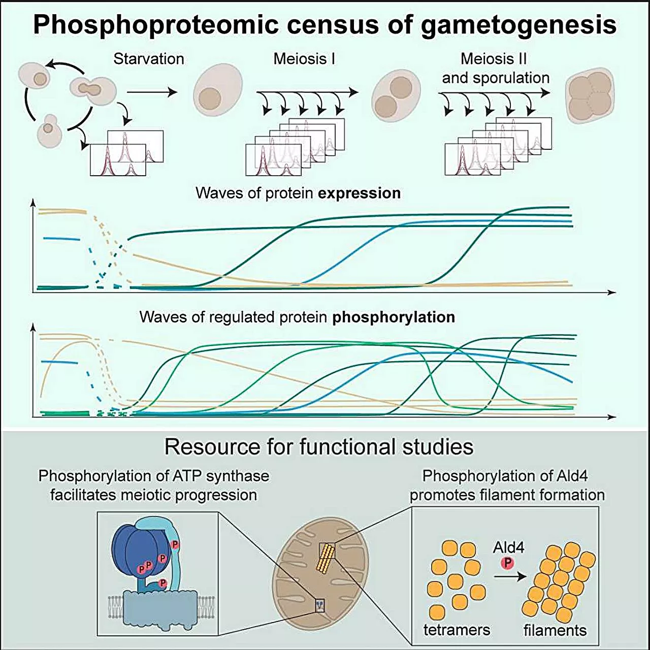 Waves of protein expression and phosphorylation rewire the yeast proteome during meiosis