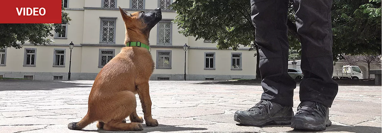 Kapo Wallis: „Styx“ der unverwundbarer Polizeihund (Video)