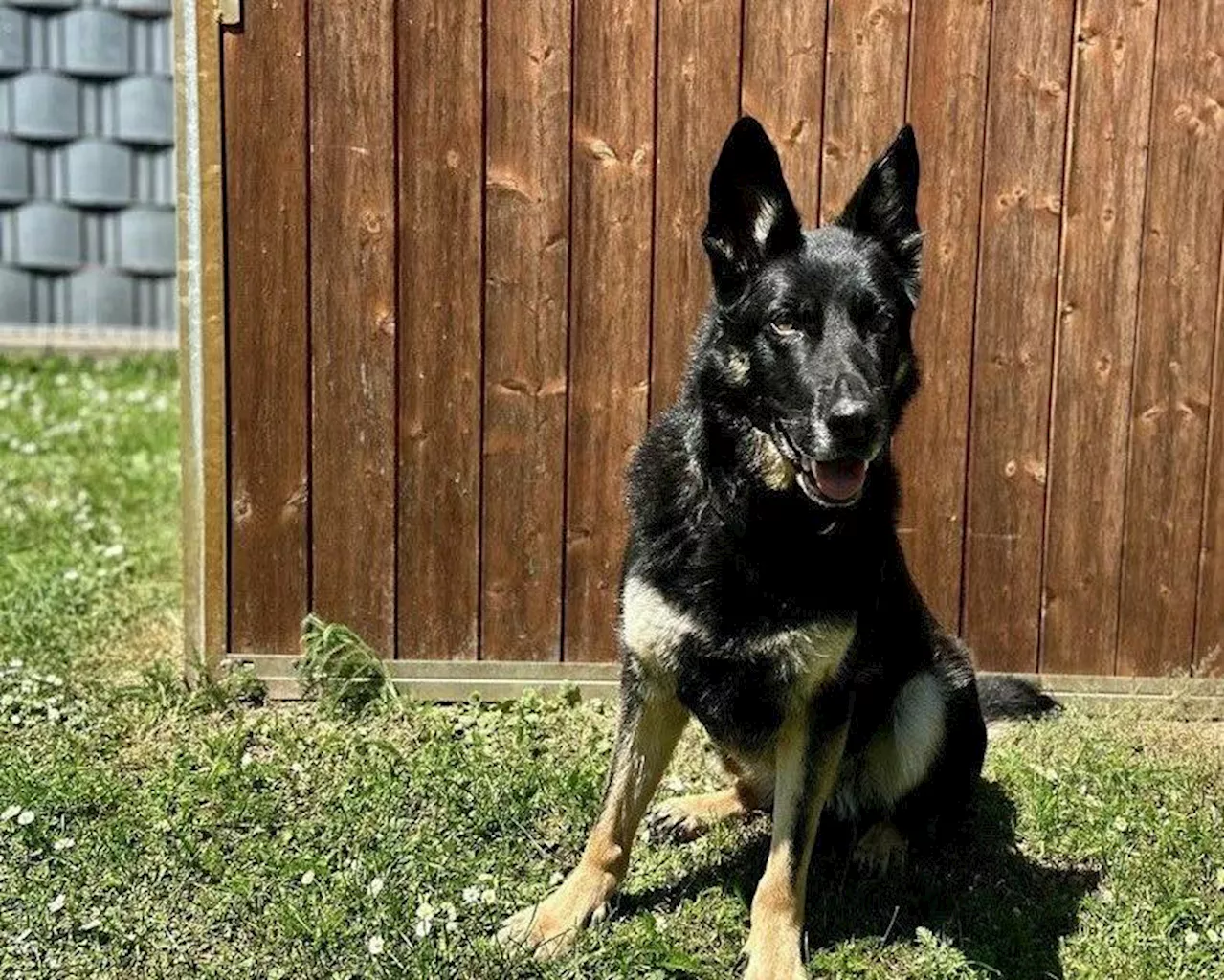 Flughafen Köln/Bonn​: Spürhund Skadi erschnüffelt Falschgeld in Reisekoffer​