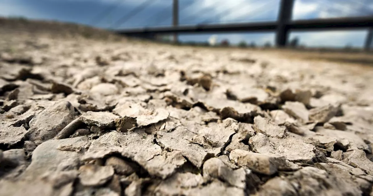 Hitzetote, Tigermücke, Zeckenbefall - Folgen des Klimawandels in NRW