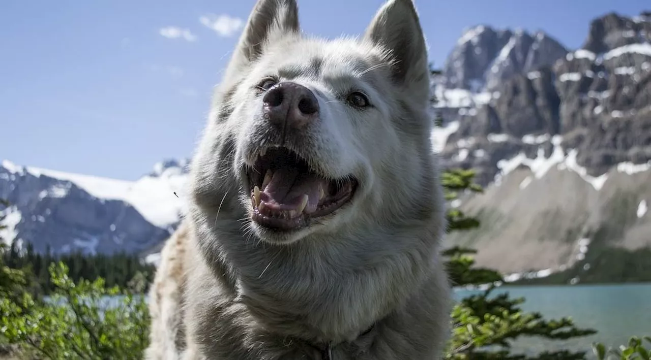  Hundefreundlichste Hotels in Deutschland