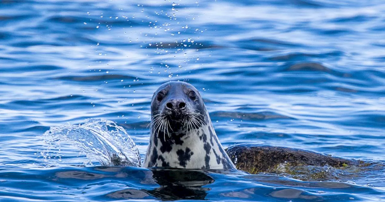 Kegelrobben: Zahl steigt im Wattenmeer und auf Helgoland​