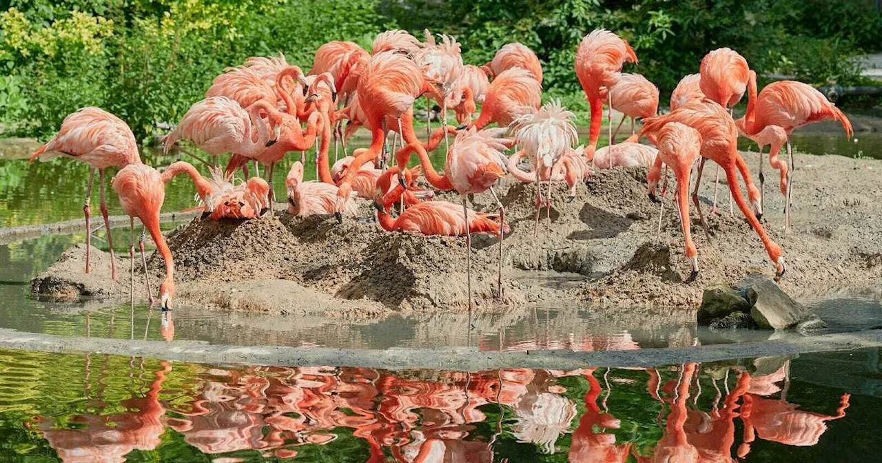 Zoo Krefeld: Die Flamingos erwarten bald Nachwuchs