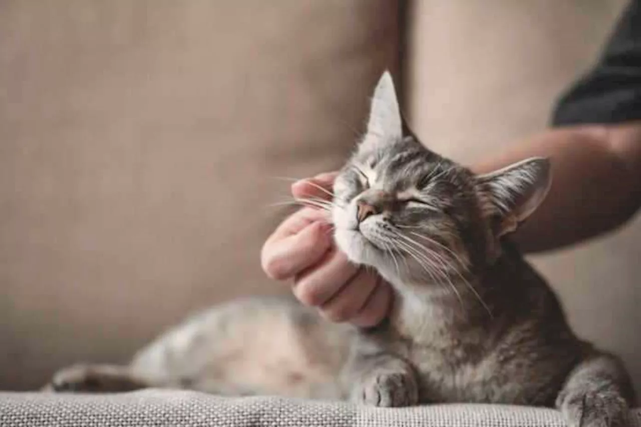 Preventing Feline Leukemia Virus is better than a cure for cat lovers