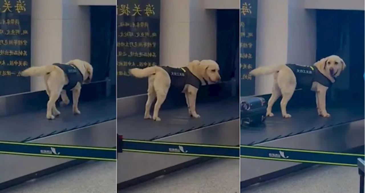 Sniffer Dog Walking On Airport Baggage Carousel Is The Goodest Boi Of Them All