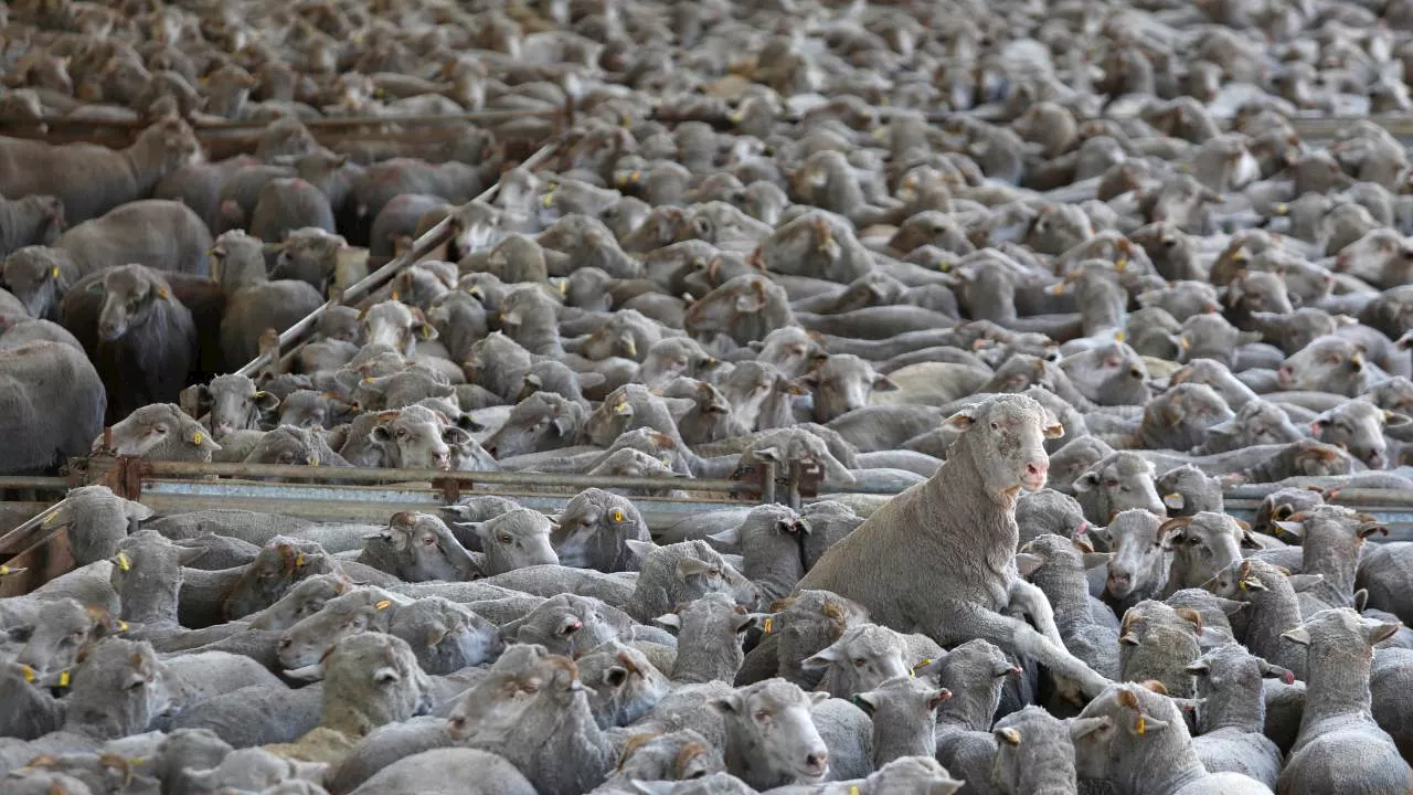 Federal government’s ban on live sheep exports passes parliament