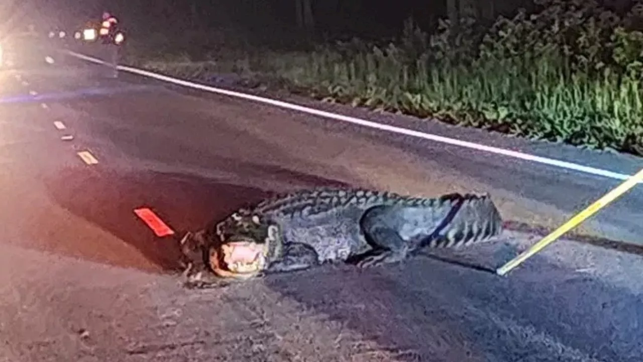 Giant alligator lunging at cars shooed away after firefighters take clever approach