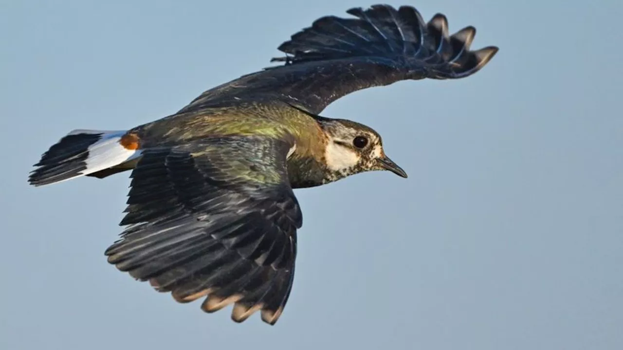 Naturschutz: BUND registriert mehr Wiesen- und Watvögel in der Altmark