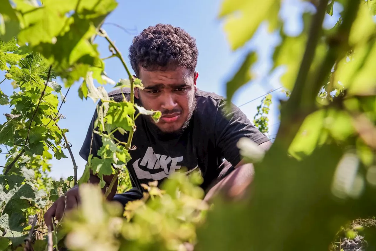 Vins de Bordeaux : dans les vignes du Château Palmer, les effeuilleurs sont des jeunes des cités