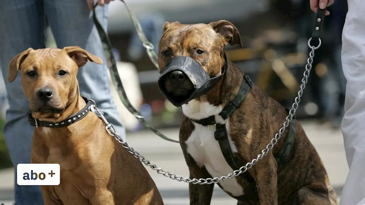 Nach Axt-Attacke auf aggressiven Hund in St.Gallen: Die Freiheit des Pitbulls führt zu weit