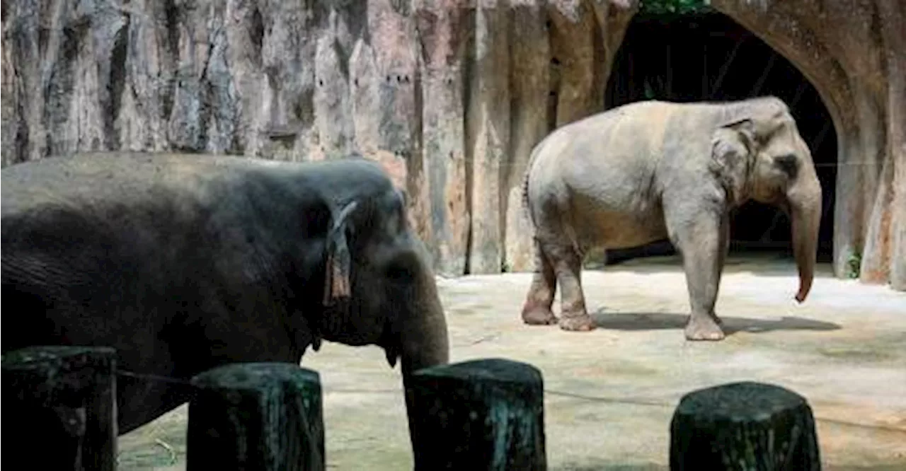 Terengganu Perhilitan catches wild elephant after month-long operation