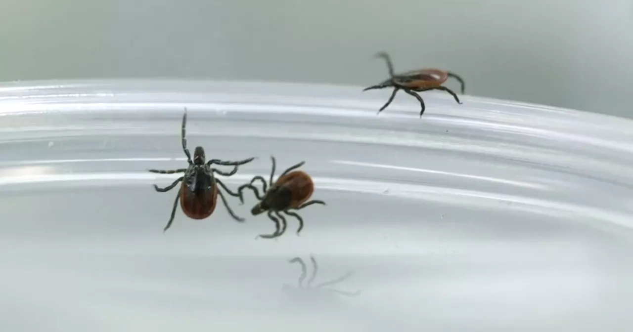 Threat of tick-borne Lyme disease rises in Ohio as more cases are reported