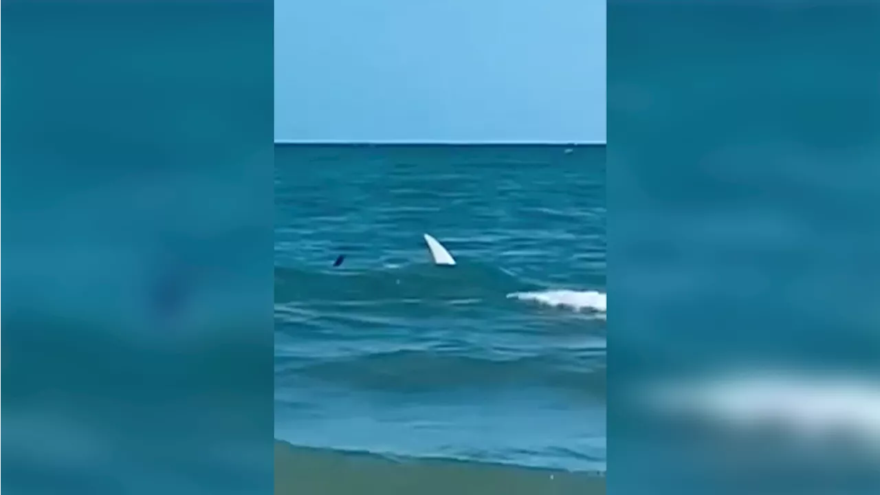 Caught on Camera: Video captures several sharks swimming close to Georgia shore