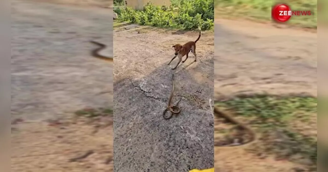 क्या हुआ जब गलती से आमने-सामने आ गए King Cobra और कुत्ता? आगे का नजारा देख कांप उठेगी आपकी रूह!