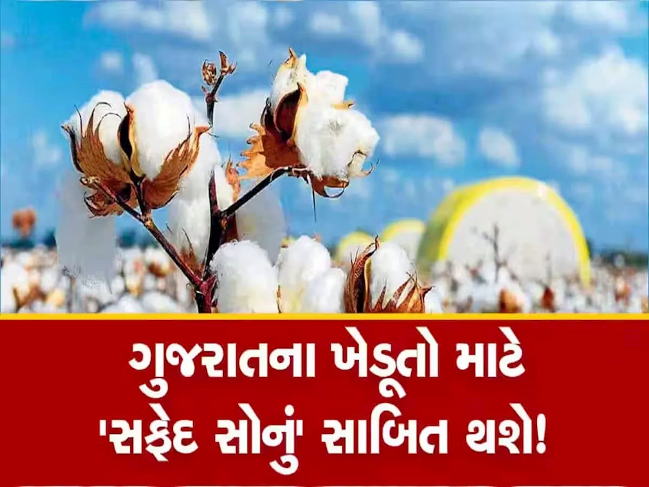 કપાસની ખેતી કરનારા ખેડૂતોનું નસીબ ચમકશે : માર્કેટથી આવ્યા મોટા સંકેત