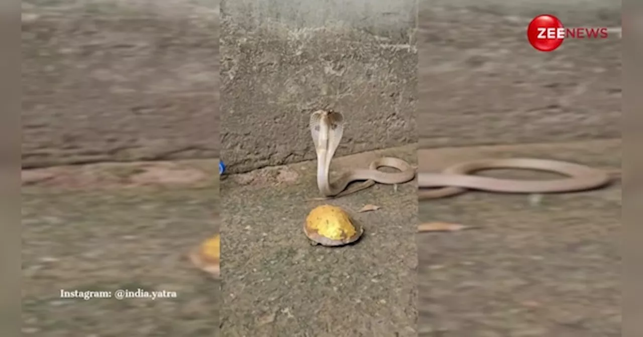 King Cobra ने कछुए पर किया जोरदार हमला, फिल्मी सीन देख लोग बोले- 100% अटैक, 0% डैमेज